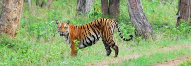 Tiger spotted in Bandipur National Park