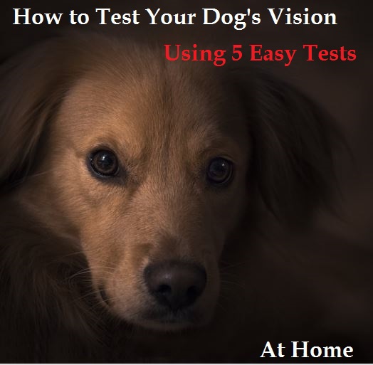 How To Test Your Dog S Vision At Home Pethelpful How To Test Your Dog S Vision At Home