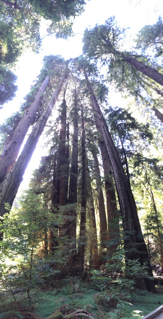 CA Muir Woods Redwoods: 500 years young and STILL Dreaming that they can reach the Sky