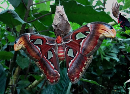 The Meaning of the Moth as a Spirit Guide The Meaning of the Moth as a Spirit Guide