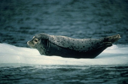 A seal on a block of floating ice