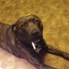 Shayne Cosner profile image