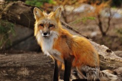 Animal Spirit Guide Meanings: Fox Spirit Guide