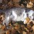 Maybe he thinks he's hidden among the leaves Maybe he thinks he's hidden among the leaves