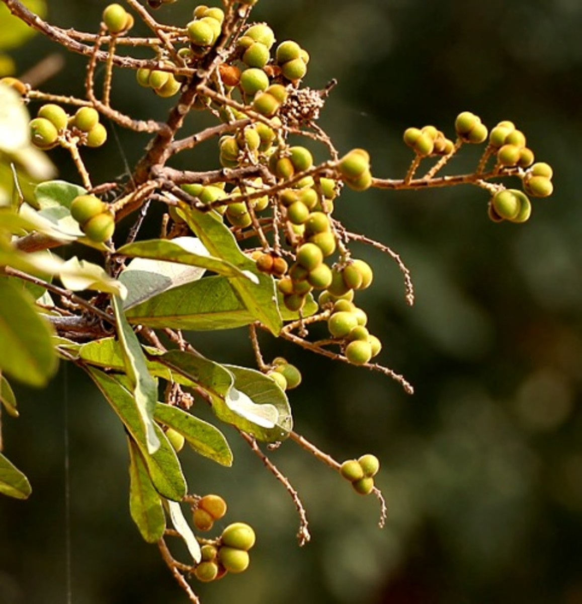 Drupes in Hyderabad, India
