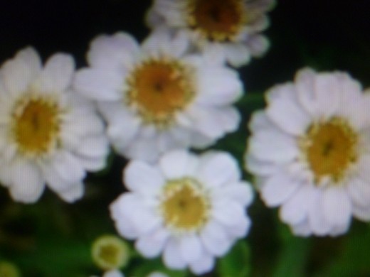 Feverfew Close Up