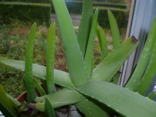 My Kitchen Aloe