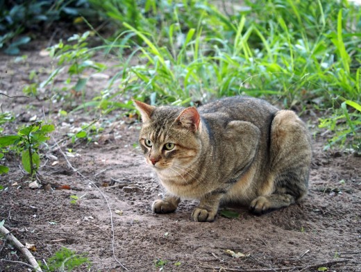 Maybe you're the ever alert and independent African wild cat. Photo: Di Robinson