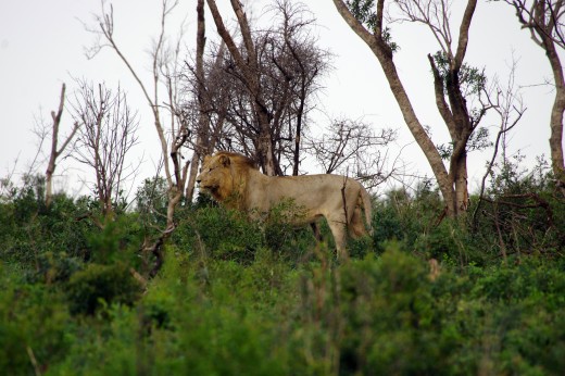 Lion Panthera leo. So exciting to see this beautiful animal padding through the bush. Photo: Matt Feierabend