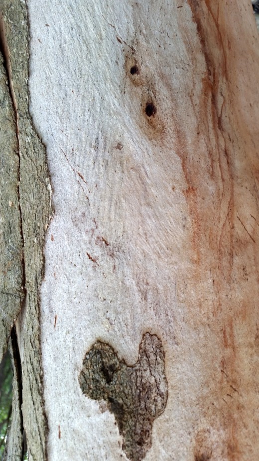 Friendly neighbourhood tree-4