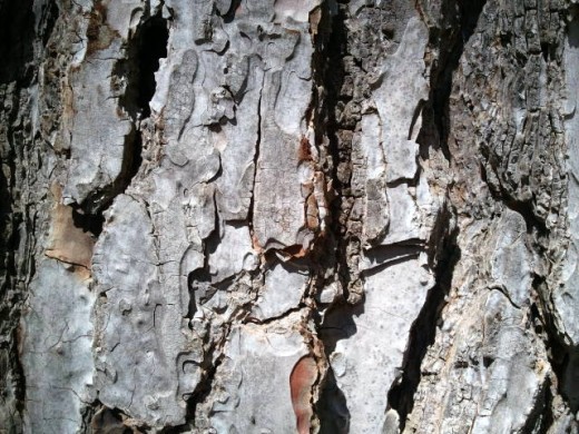 Friendly neighbourhood tree - 6