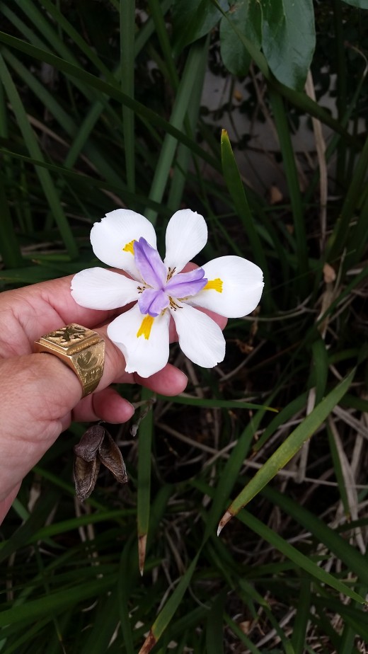 Friendly little flower on the patio