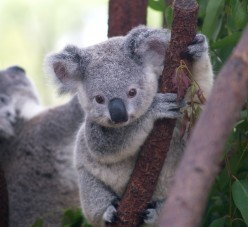 Animal Spirit Guide Meanings: Koala Spirit Guide
