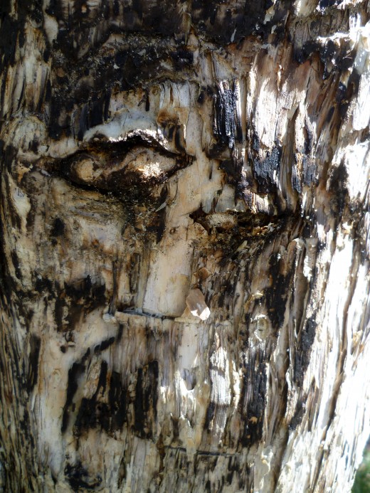 Friendly neighbourhood tree-0