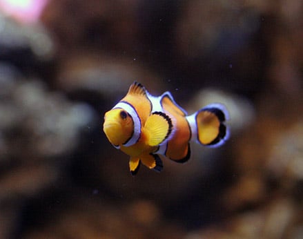 The Most Popular Clownfish in the hobby.