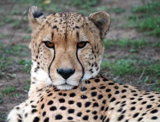 Between 40-50% of cheetah hunts are successful. Photo: Di Robinson