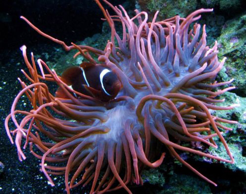 The maroon clownfish, cute when small, aggressive when large.