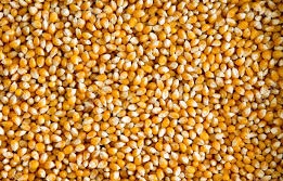 Maize grain
