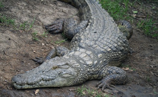 Nile crocodiles Crocodylus niloticus, the second most deadly reptiles in the world after the Australian saltwater crocodile, live in the estuary. They grow more than 5.5 metres (18 feet) long and weigh a ton, literally! Photo: Di Robinson