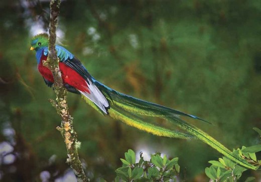 Quetzal پرنده زیبا Quetzal