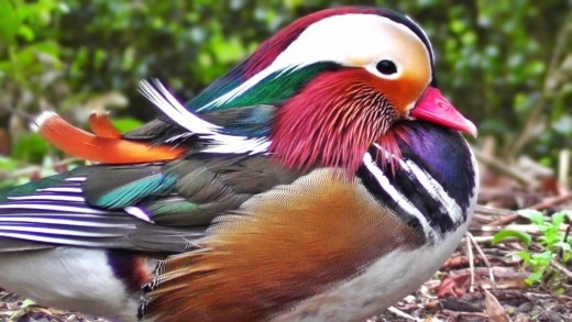 اردک ماندارین Mandarin duck پرندگان زیبا