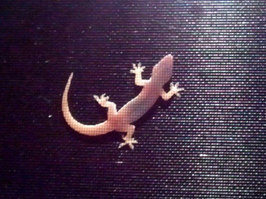Chubby gecko on screen door