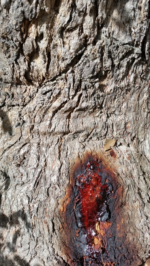 Friendly local tree