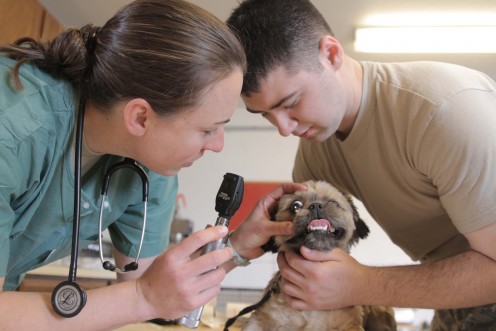 Capt. Brooke Henderson, left, veternarian, 993rd Medical Attachment,  U.S. Army Reserves, goes about a routine day of checking animals for sicknesses or injuries.