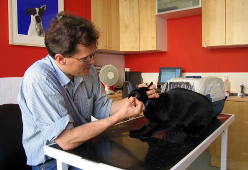 Veterinary Surgeon in United Kingdom. This shows me that vet's have work in all parts of our world.