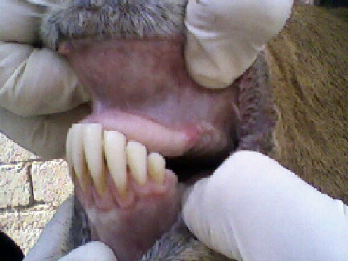 A veterinarian examines the mouth of a sheep.