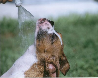 If possible, cool your dog down with the garden hose! 