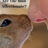 Which Pets Are The Most Affectionate?