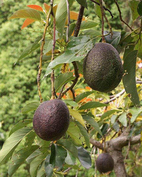 Avocado tree (Persea americana)