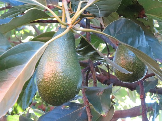A pair of avocados growing on a tree