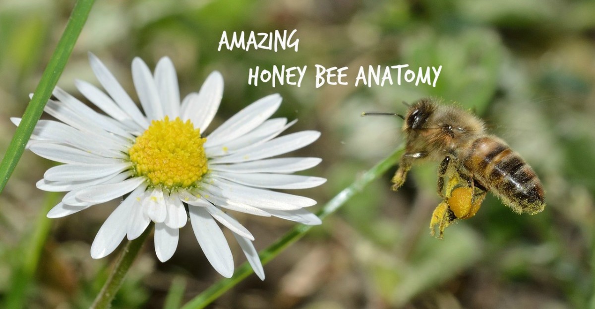 Honey Bees Have Hairy Eyeballs and Other Amazing Facts about Honey Bee Anatomy