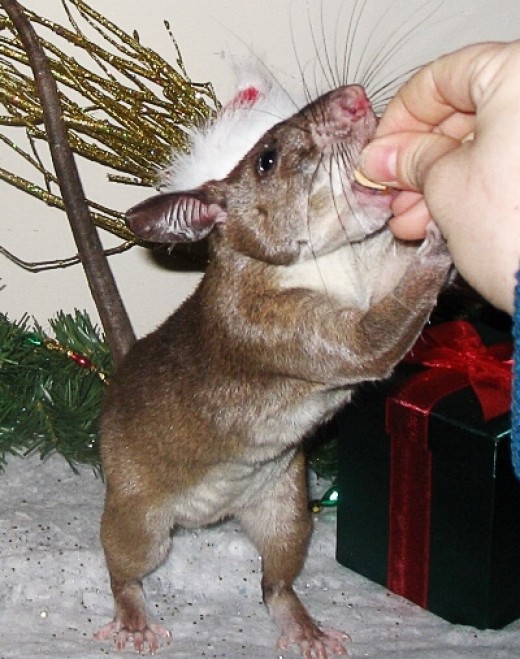Gambian Pouched Rats Exotic Pets and an Invasive Species PetHelpful