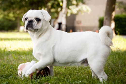 Beautiful white pug playing in the summer. 