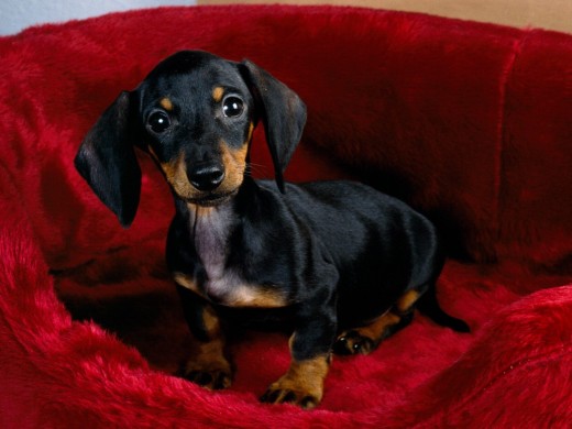 Sitting pretty for a photo. 