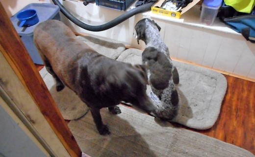Minnesota Dog Breeds: Chocolate Labrador Retriever ...