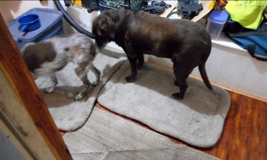 Minnesota Dog Breeds: Chocolate Labrador Retriever ...