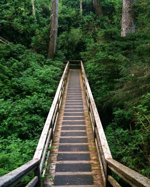 Getting back to nature in the temperate rainforest.