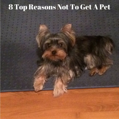 8 Top Reasons Not to Get a Pet 8 Top Reasons Not to Get a Pet