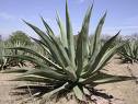 Not a cactus, the Agave Plant has terrible spikes
