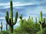 Cactus grace the desert as do the saguaro.