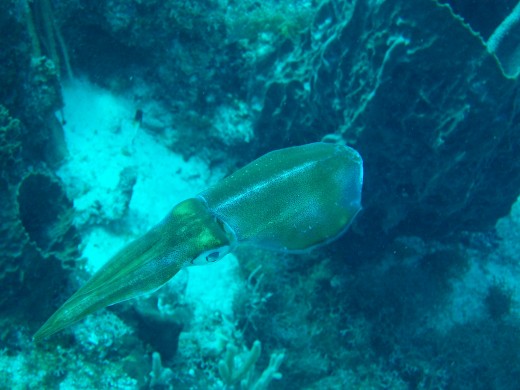 Squid Antigua