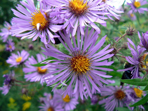 New England aster photo by benimoto.