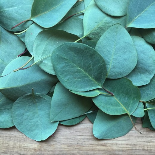 Eucalyptus oil under the top lip can help prevent gagging.