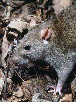 The brown rat has several nicknames: common rat, sewer rat, street rat, Hanover rat, Norway rat, Norwegian rat, and wharf rat. 