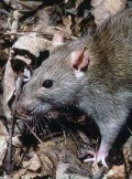 Fight rat infestation