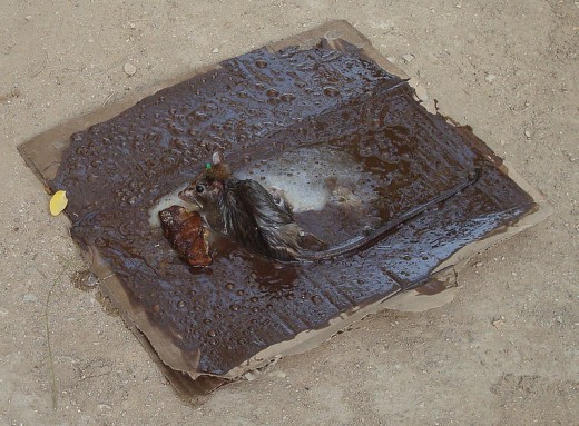 This glue trap is much larger than many sold in pest control sections of most stores.